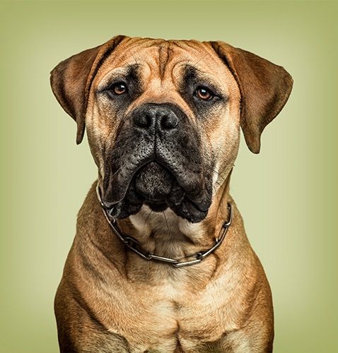 Boxer hondenfotografie