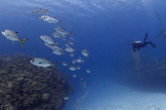Fundamentos da fotografia subaquática