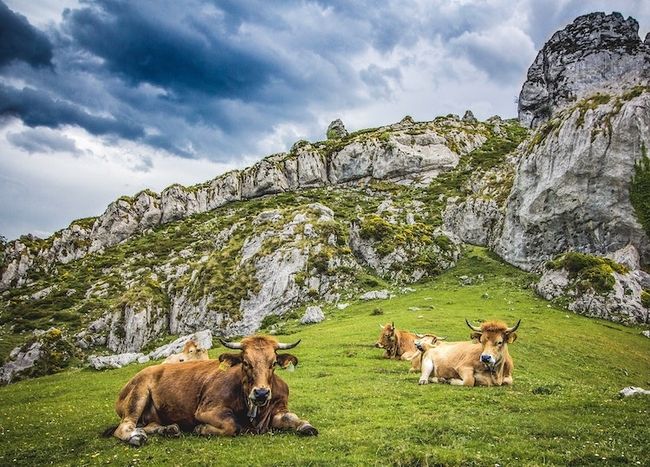 Fotografia di animali da prato